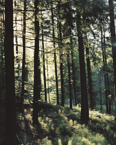 Sustainable forest landscape symbolizing the renewable wood sources used in TENCEL™ fiber production